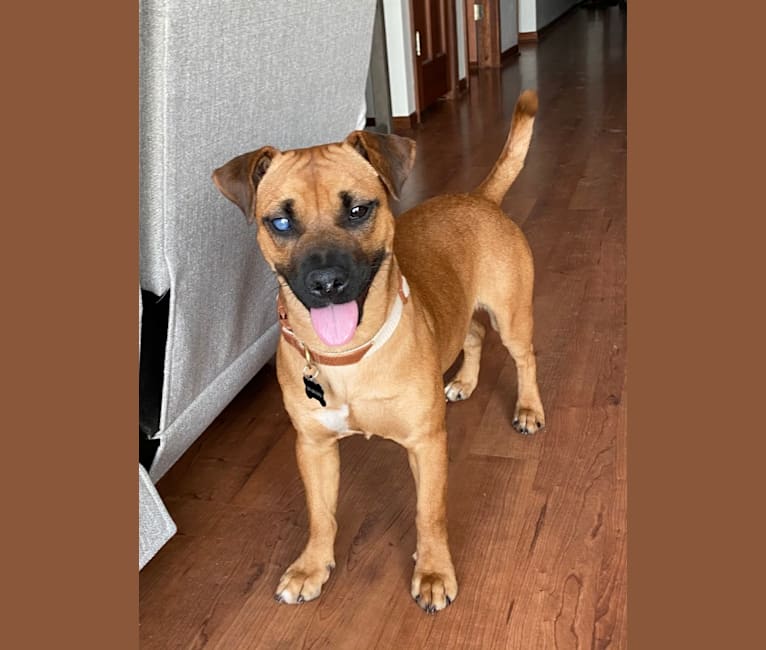 Chihuahua mixed with boxer outlet