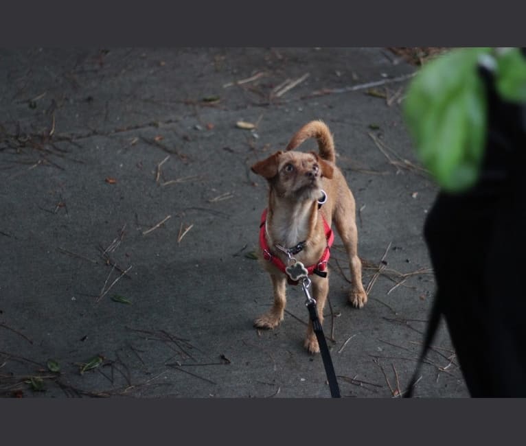 Mochi, a Miniature Pinscher and Poodle (Small) mix tested with EmbarkVet.com