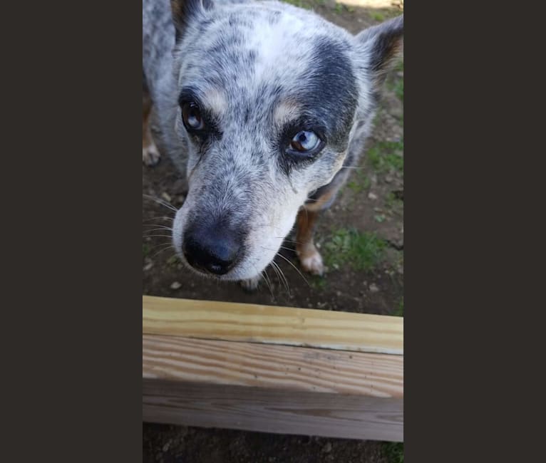 Shadoe, an Australian Cattle Dog tested with EmbarkVet.com