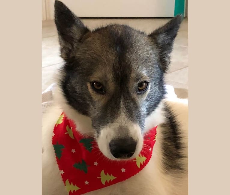 Nalani, an Alaskan Malamute and Alaskan-type Husky mix tested with EmbarkVet.com