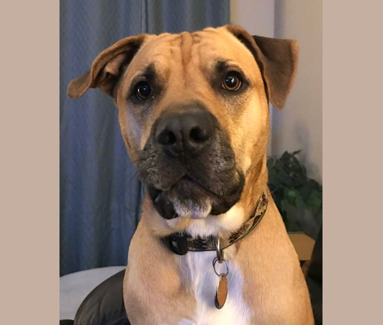 American staffordshire terrier chow chow outlet