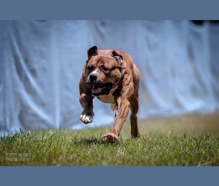 Photo of Trip, an American Bulldog 