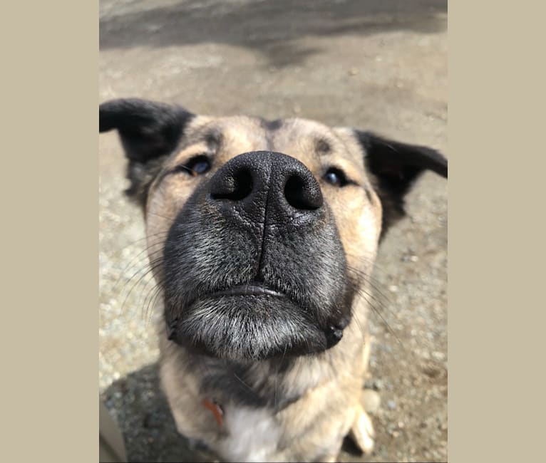 Tuffy, an American Pit Bull Terrier and Siberian Husky mix tested with EmbarkVet.com