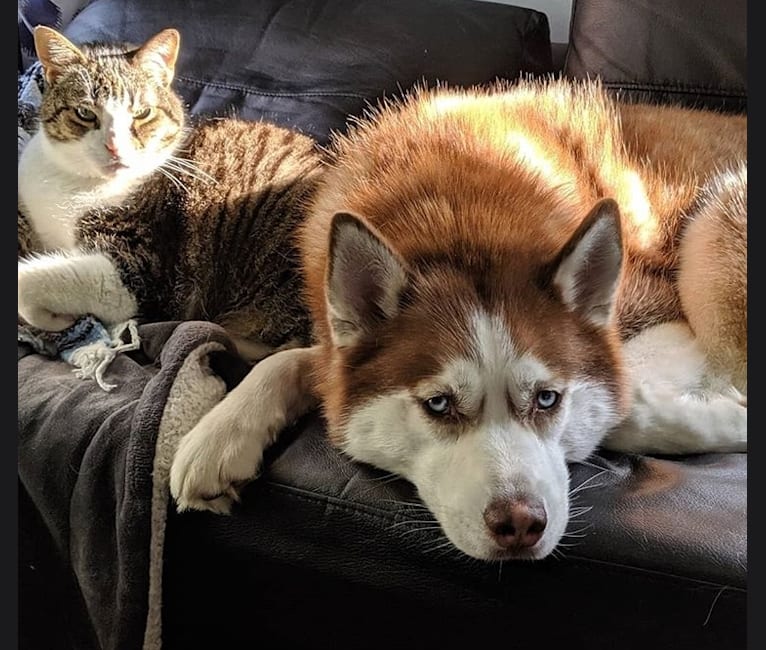 embark dog dna test breed