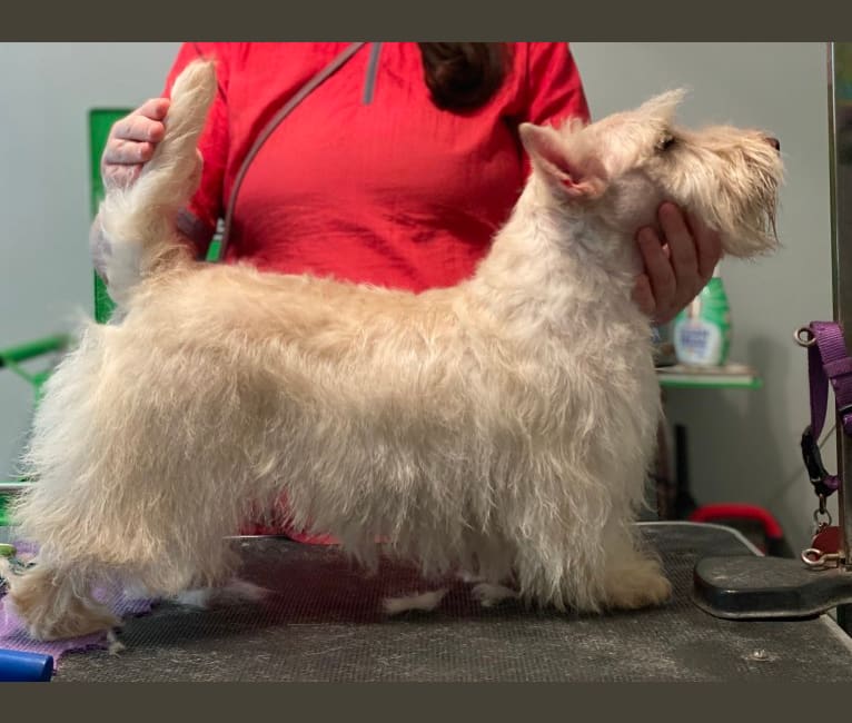 Ada Rose, a Scottish Terrier tested with EmbarkVet.com