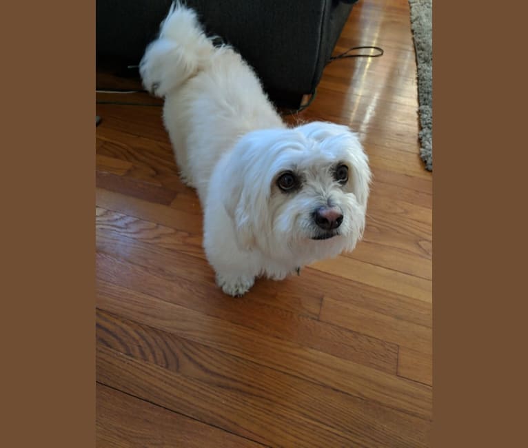 Embark Dog Dna Test Breed