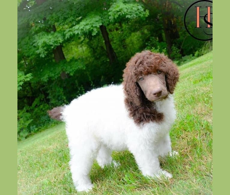 Photo of George, a Poodle (Standard)  in Michigan, USA