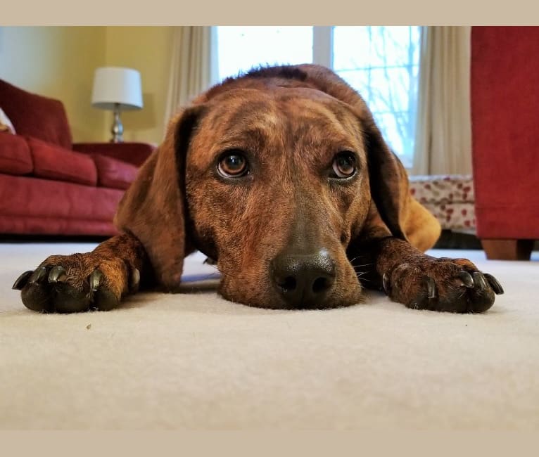 Claire, a Mountain Cur and Redbone Coonhound mix tested with EmbarkVet.com