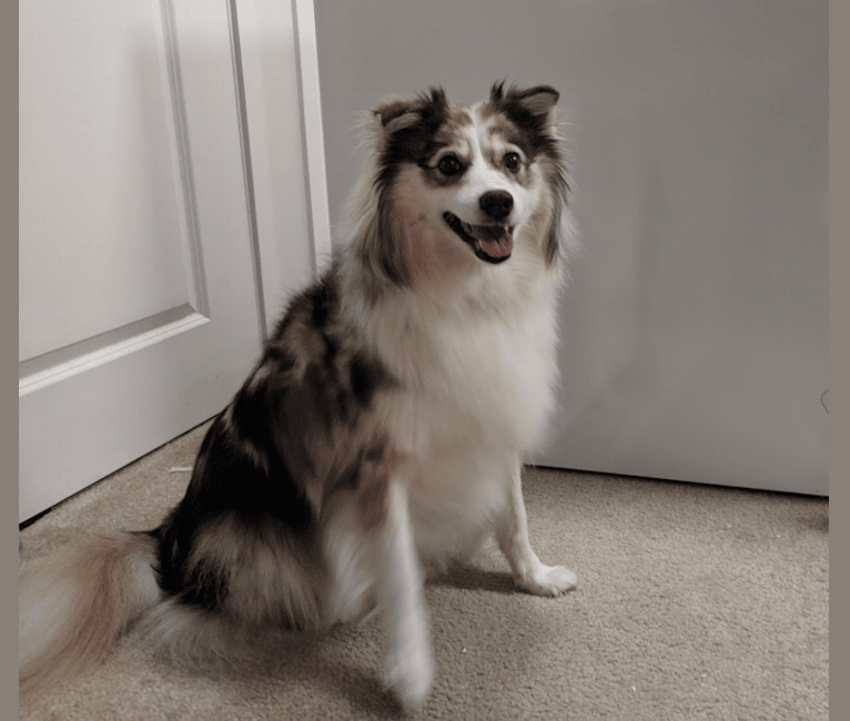 Lois, an American Eskimo Dog and Australian Shepherd mix tested with EmbarkVet.com