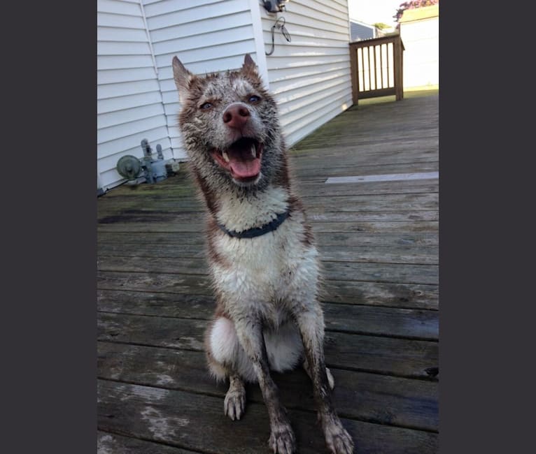 Zoey, a Siberian Husky tested with EmbarkVet.com