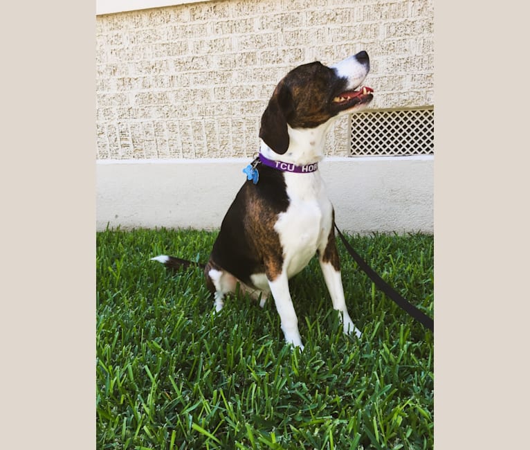 Bailey, a Beagle and American Bully mix tested with EmbarkVet.com