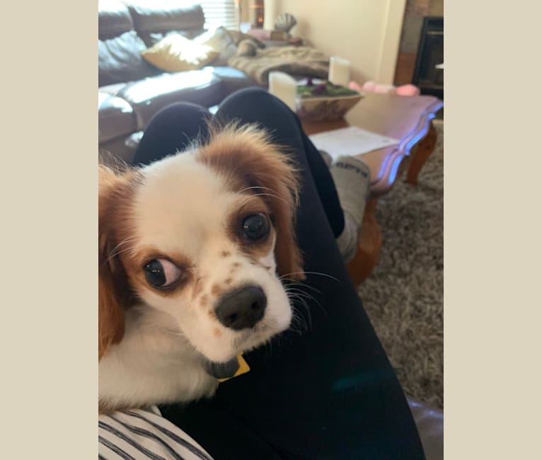 Annie, a Cavalier King Charles Spaniel tested with EmbarkVet.com