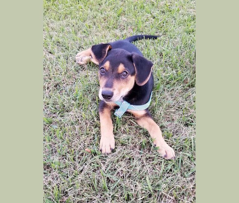 Beau, a Dachshund and Australian Cattle Dog mix tested with EmbarkVet.com