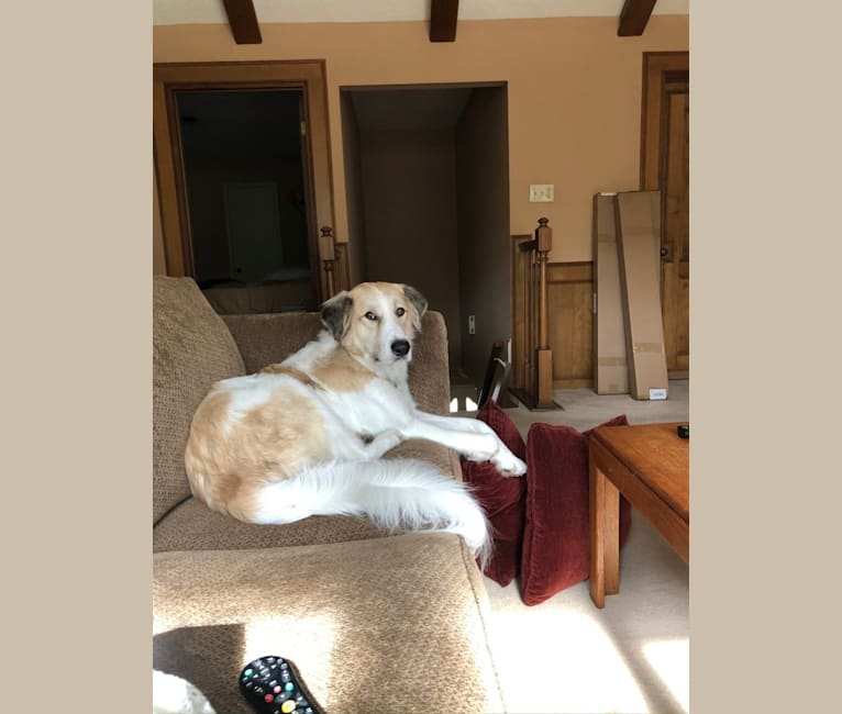 Captain, a Great Pyrenees and American Foxhound mix tested with EmbarkVet.com