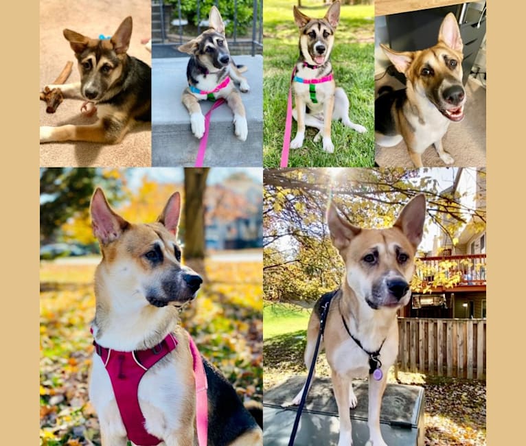 Rini, a German Shepherd Dog and Jindo mix tested with EmbarkVet.com