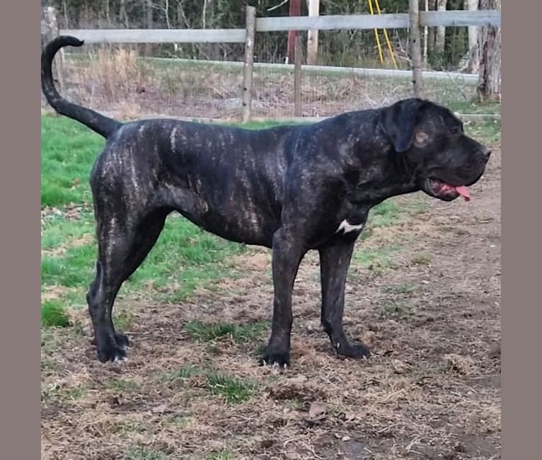 Presa canario rottweiler mix deals