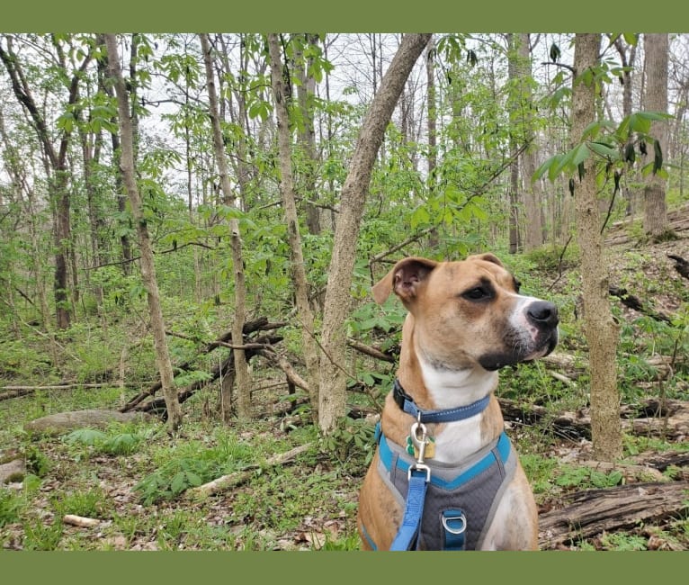 Coffee, an American Pit Bull Terrier and Boxer mix tested with EmbarkVet.com
