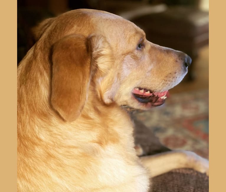 Colby, a Golden Retriever and Shetland Sheepdog mix tested with EmbarkVet.com