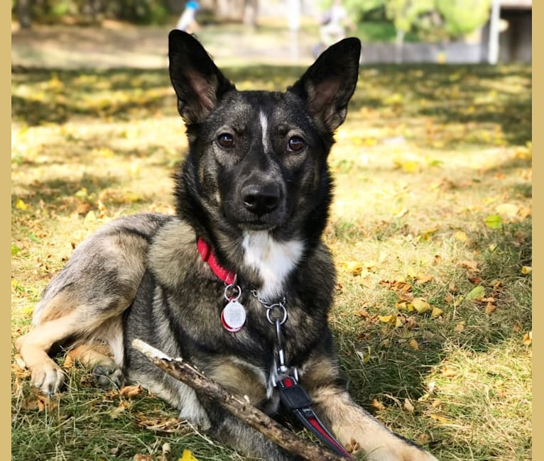 Norwegian elkhound blue heeler clearance mix