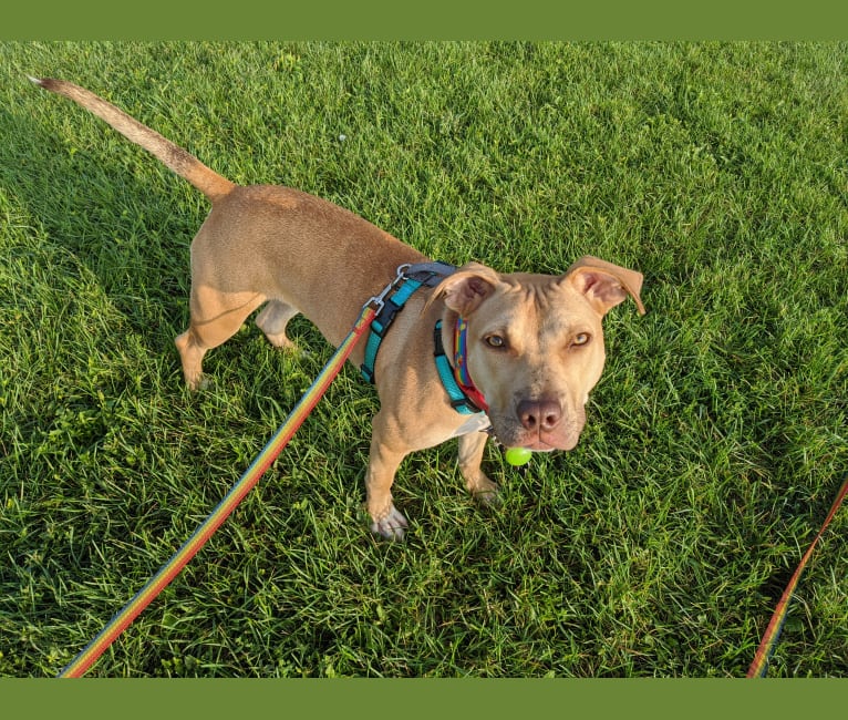 Honey, an American Pit Bull Terrier and American Bulldog mix tested with EmbarkVet.com