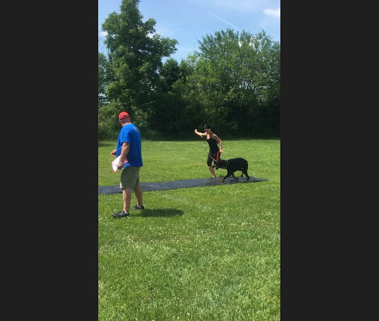 Alfadel, a Doberman Pinscher tested with EmbarkVet.com