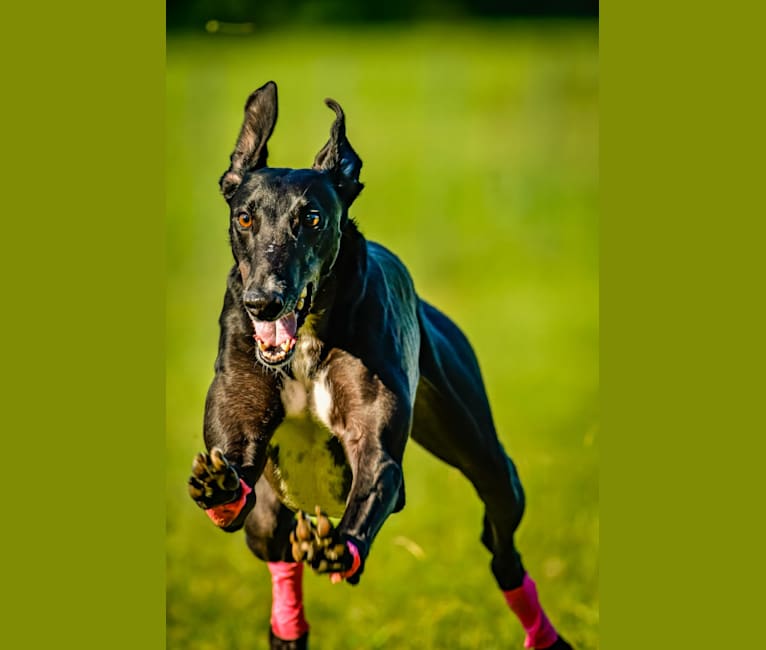 Birch, a Greyhound tested with EmbarkVet.com