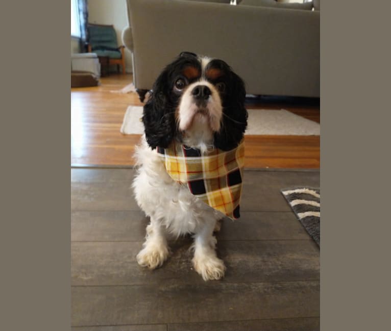 Ranger, a Cavalier King Charles Spaniel and English Toy Spaniel mix tested with EmbarkVet.com