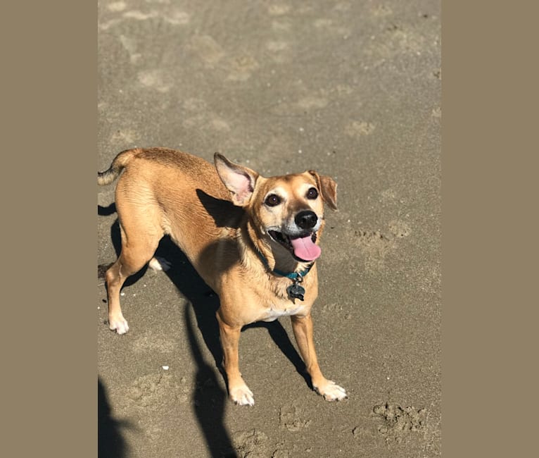 Beagle greyhound mix sales