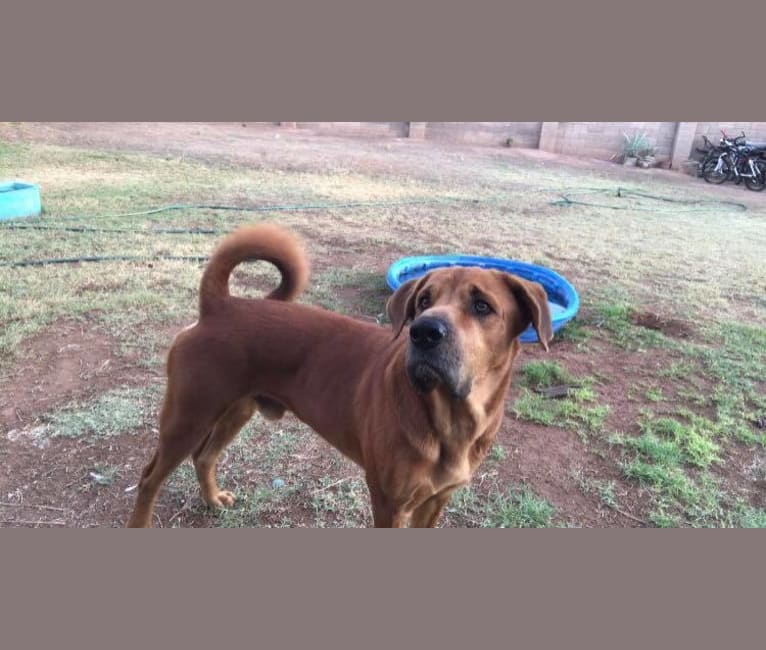 Photo of Dozer, a Chow Chow, Rottweiler, and Mixed mix in Mesa, Arizona, USA