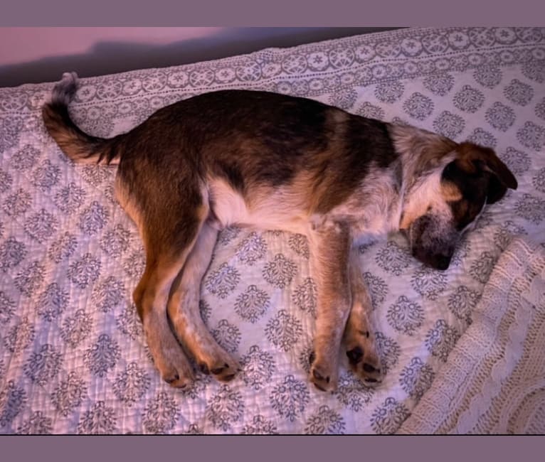 Nash, an Australian Shepherd and Labrador Retriever mix tested with EmbarkVet.com