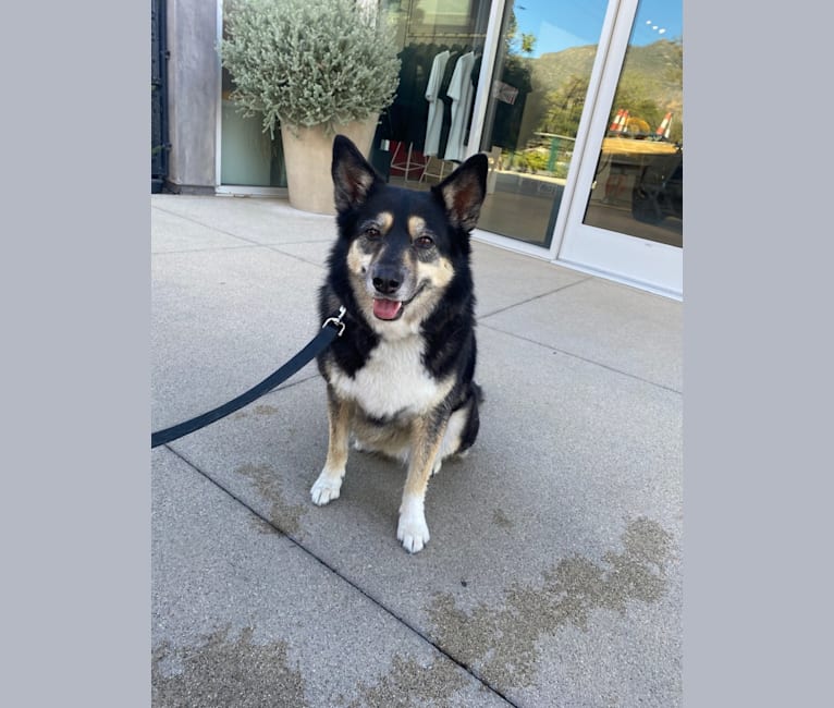 Zuma, a Miniature/MAS-type Australian Shepherd and Siberian Husky mix tested with EmbarkVet.com