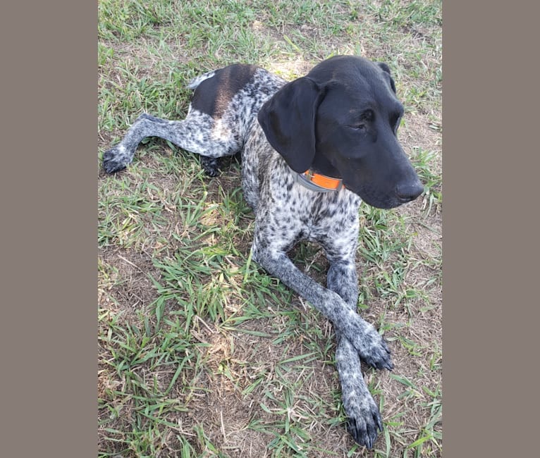 Photo of Hazel, a German Shorthaired Pointer  in Glendive, Montana, USA