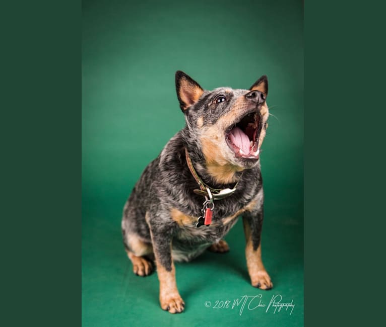 Pee Wee, an Australian Cattle Dog tested with EmbarkVet.com