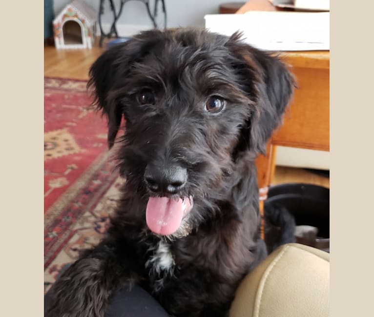 Embark Dog DNA Test Breed