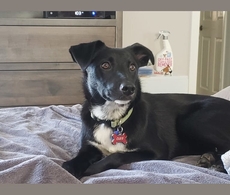 Cleo, an Australian Cattle Dog and German Shepherd Dog mix tested with EmbarkVet.com