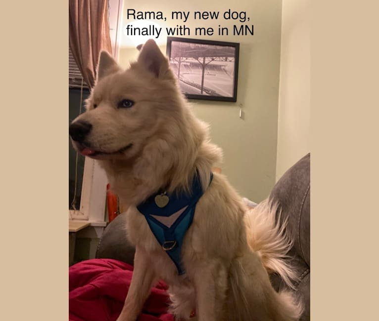 Rama, a Siberian Husky and Alaskan Malamute mix tested with EmbarkVet.com
