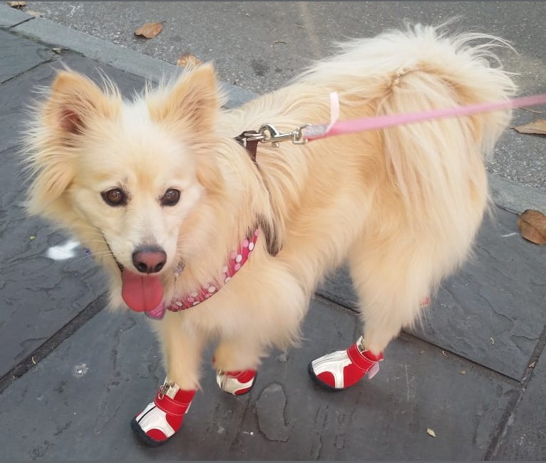 Lady, a Pomeranian and Poodle (Small) mix tested with EmbarkVet.com