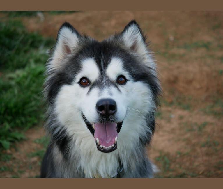 Photo of Raven, a Siberian Husky  in Concord, NC, USA