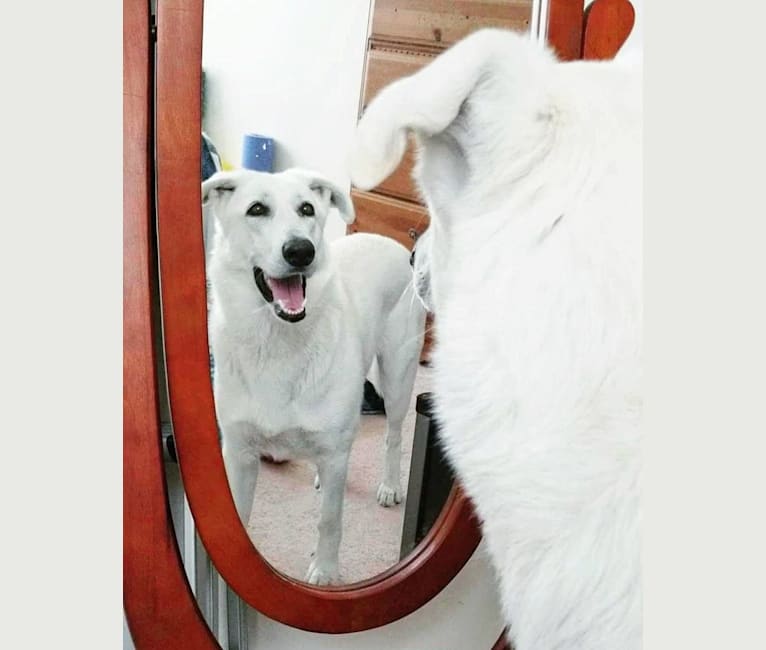 Joan Snow, a German Shepherd Dog tested with EmbarkVet.com