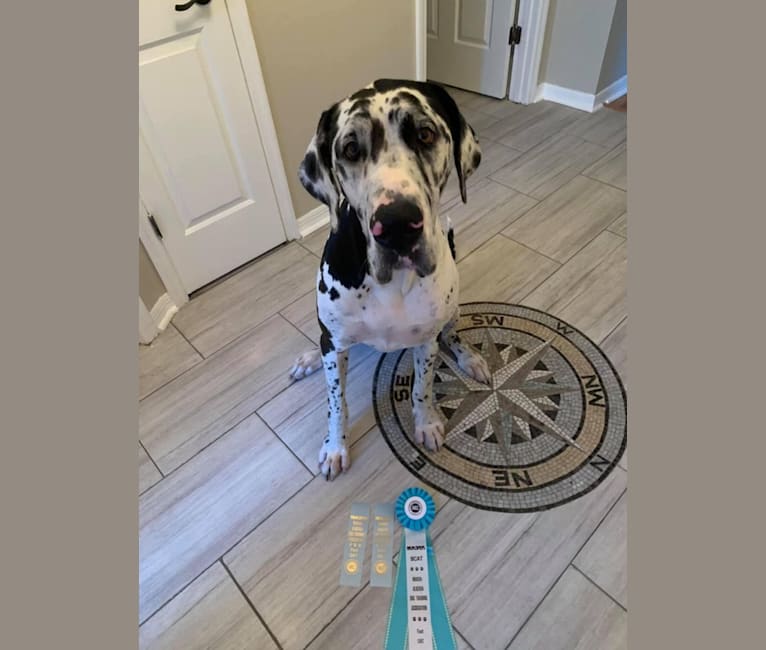 Molly, a Great Dane tested with EmbarkVet.com