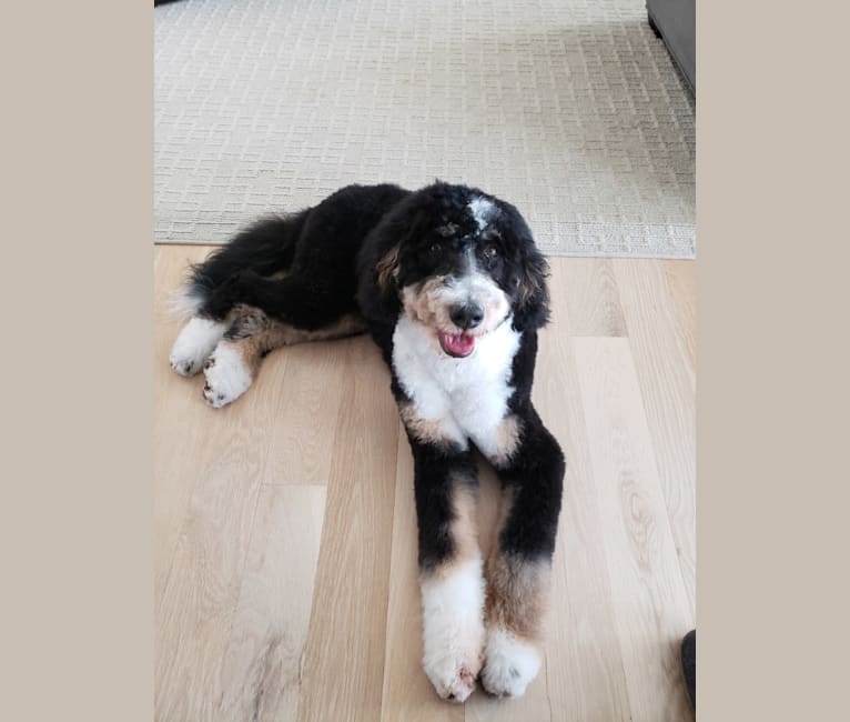 Lucy, a Bernedoodle tested with EmbarkVet.com