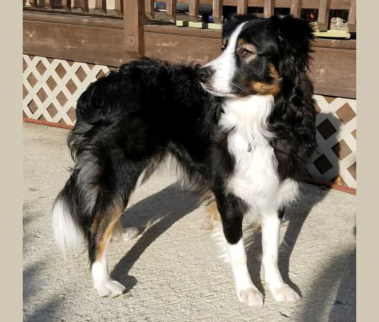 Gibson, an English Shepherd and Australian Shepherd mix tested with EmbarkVet.com