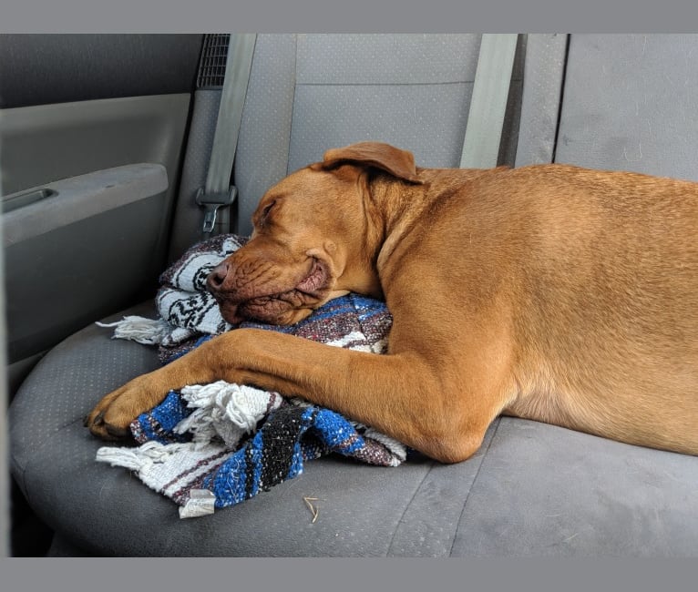 Photo of Charlie, a Boxer, Chow Chow, Australian Shepherd, American Pit Bull Terrier, Labrador Retriever, and Redbone Coonhound mix in Missouri, USA