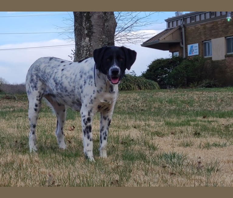 Millie, a Labrador Retriever and Great Pyrenees mix tested with EmbarkVet.com