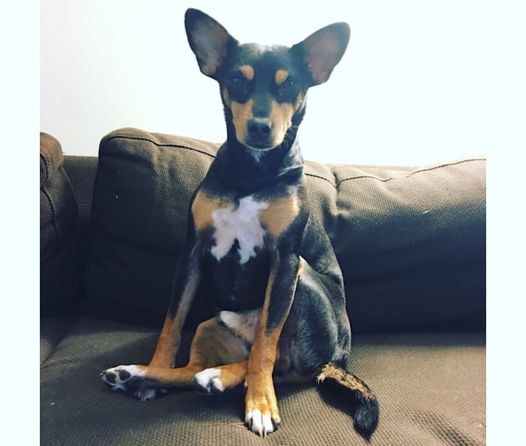 Photo of Purdue, a Rat Terrier, Basenji, Manchester Terrier (Toy), and Chihuahua mix in Tennessee, USA