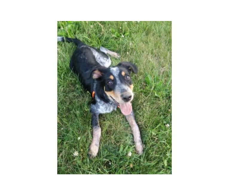Photo of Ranger, an Australian Cattle Dog, American English Coonhound, and Border Collie mix in West Plains, Missouri, USA
