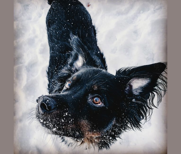 Louie, an Australian Cattle Dog and English Shepherd mix tested with EmbarkVet.com