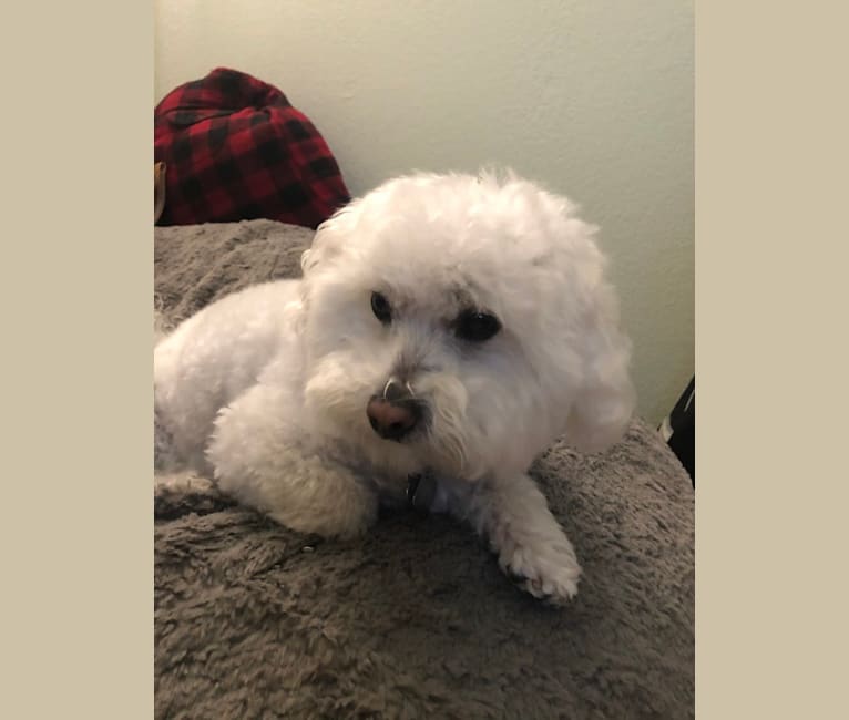 JJ, a Maltese and Poodle (Small) mix tested with EmbarkVet.com