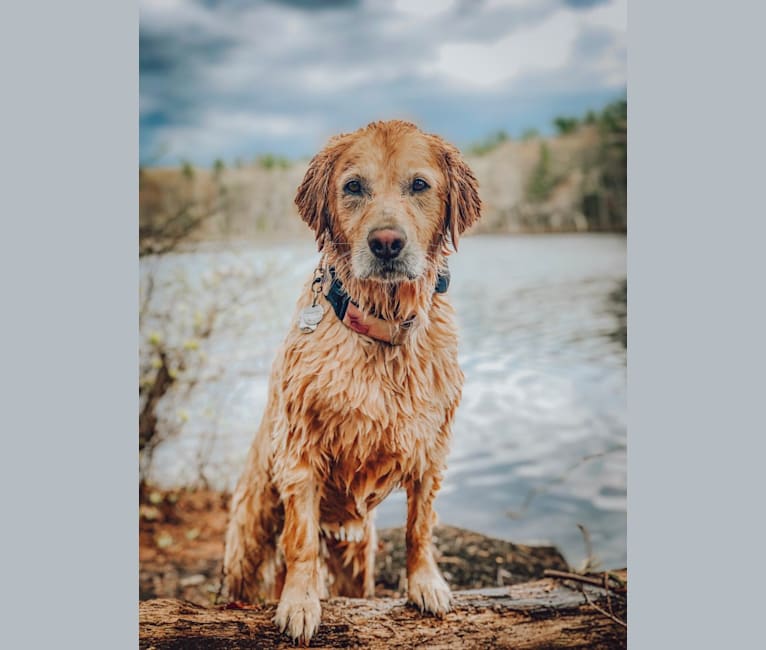 Bayleigh, a Golden Retriever tested with EmbarkVet.com