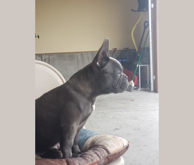 Diesel D, a French Bulldog tested with EmbarkVet.com